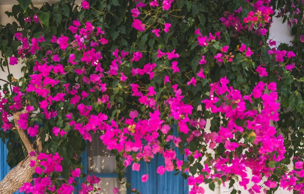 Beautiful blooming bougainvillea over a window in a Mediterranean garden setting.