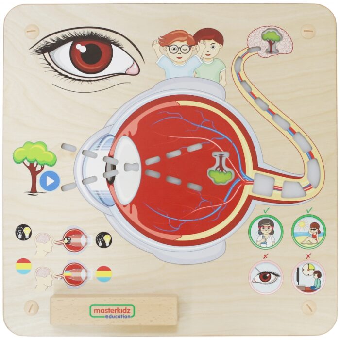 MASTERKIDZ Tablica Edukacyjna Zmysł Wzroku Montessori - obrazek 2