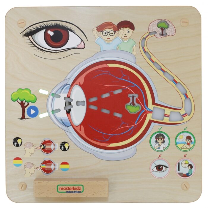 MASTERKIDZ Tablica Edukacyjna Zmysł Wzroku Montessori - obrazek 3