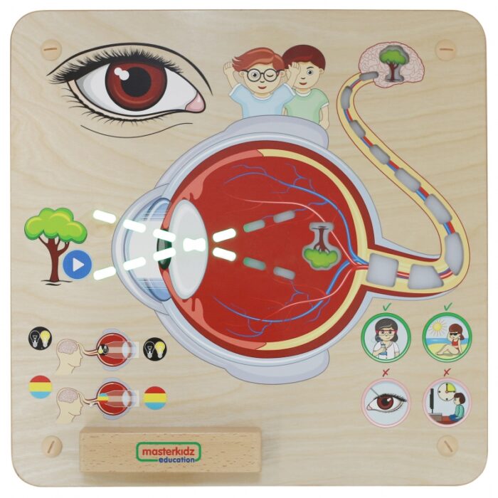 MASTERKIDZ Tablica Edukacyjna Zmysł Wzroku Montessori - obrazek 4