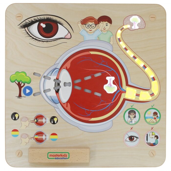 MASTERKIDZ Tablica Edukacyjna Zmysł Wzroku Montessori - obrazek 5